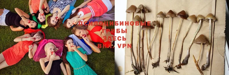 Галлюциногенные грибы Psilocybe  как найти закладки  Горно-Алтайск 